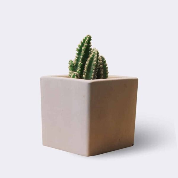CACTUS - Image 4