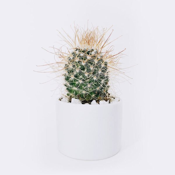 CACTUS - Image 3