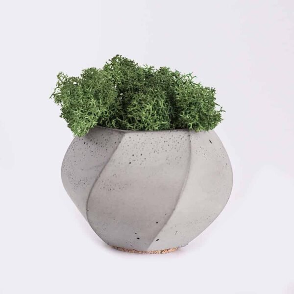 CACTUS - Image 2