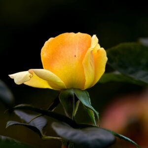 Vibrant yellow rose in bloom, captured in a garden setting. Perfect for botanical and floral themes.