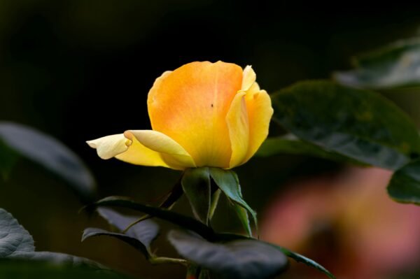 Vibrant yellow rose in bloom, captured in a garden setting. Perfect for botanical and floral themes.