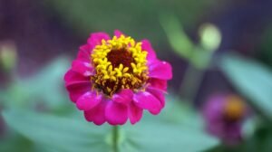 flor, flores, flower, nature, plant, flower background, naturaleza, floral, flores, flores, flower wallpaper, flores, flores, beautiful flowers, flores