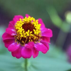 flor, flores, flower, nature, plant, flower background, naturaleza, floral, flores, flores, flower wallpaper, flores, flores, beautiful flowers, flores