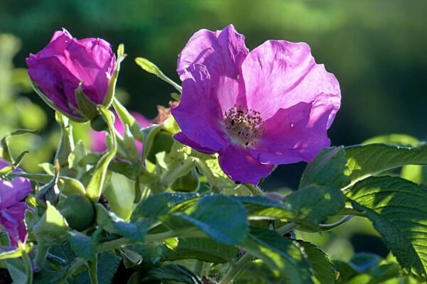 plant, rose hip, blossom, bloom, rosa canina, nature, spring, rose hip, rose hip, rosa canina, rosa canina, rosa canina, rosa canina, rosa canina