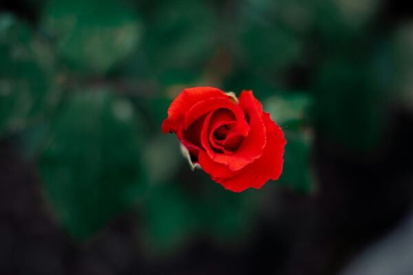 A single red rose blooms against a soft-focus green background, symbolizing love and beauty.